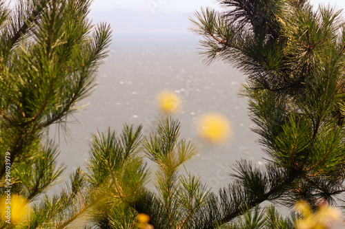 tree on the beach