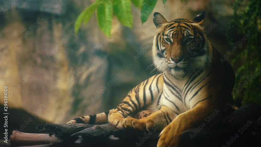 bengal tiger resting in the forest 
