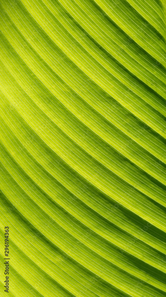 Leaf foliage texture close up Leaf foliage texture close up