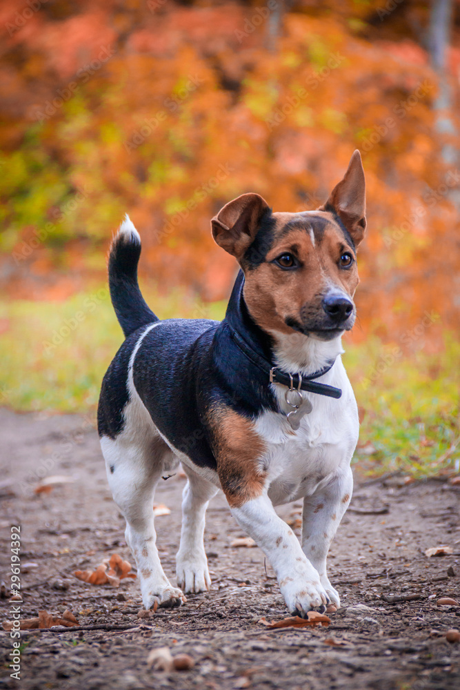 Dog Jack Russell Terrier for a walk in the park. Home pet. Dog walking in the park. Autumn Park. Dog Jack Russell Terrier for a walk in the park. Home pet. Dog walking in the park. Autumn Park.