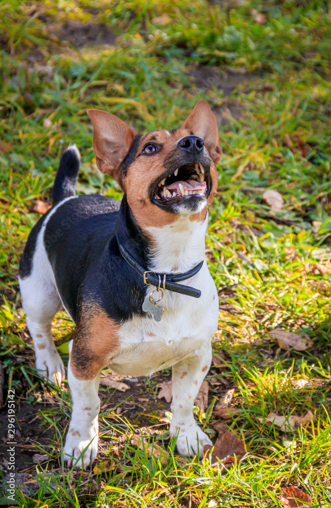 Dog Jack Russell Terrier for a walk in the park. Home pet. Dog walking in the park. Autumn Park.