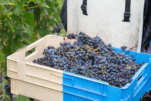 red grapes during harvesting time in basket