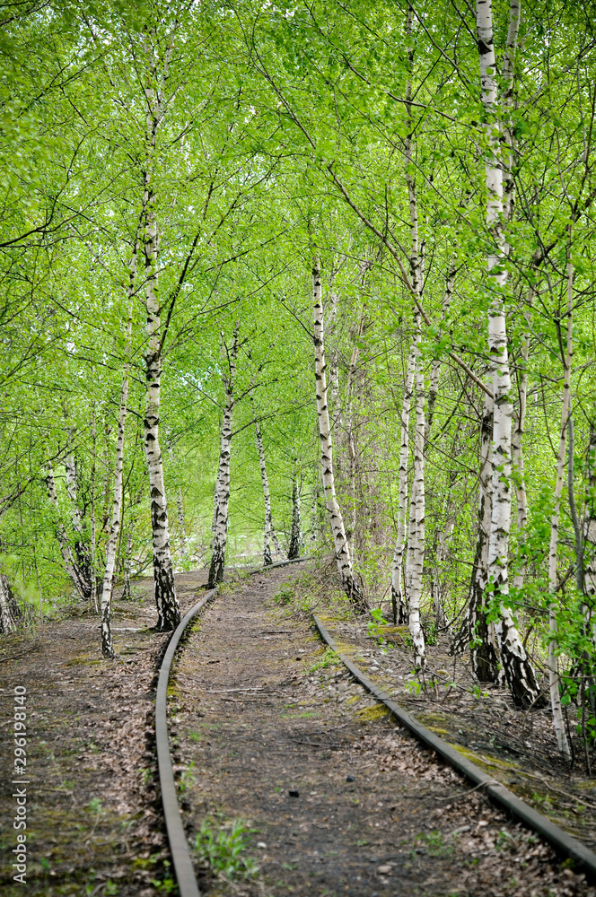 Railroad in the forest