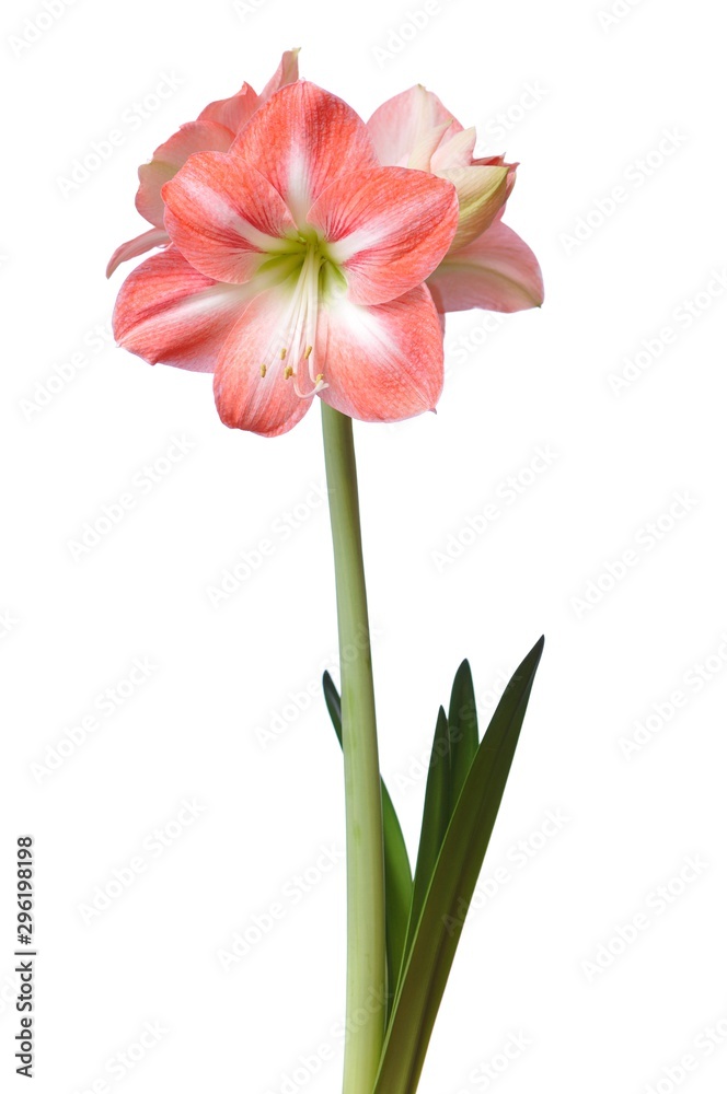 Close-up of a beautiful blossoming pink flower Close-up of a beautiful blossoming pink flower