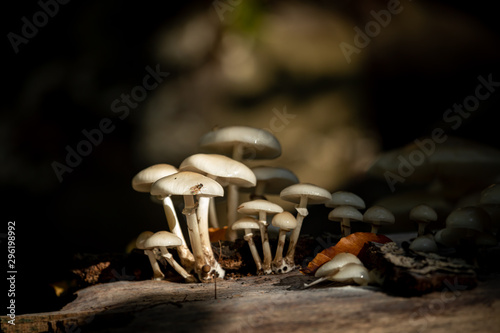 Herbst
