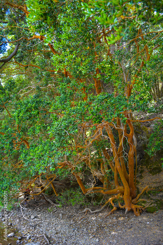Arrayan, luma apiculata