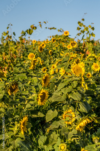 Sonnenblumen im Weinberg
