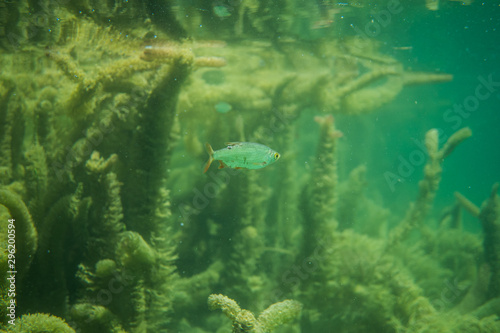 roach under water image in a beautiful lake in austria, underwater photography