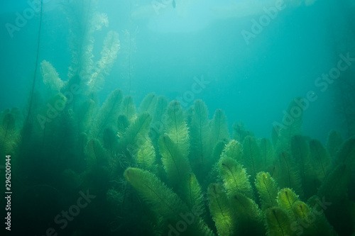 Underwater flora. Underwater Plants rivers, lakes, pond
