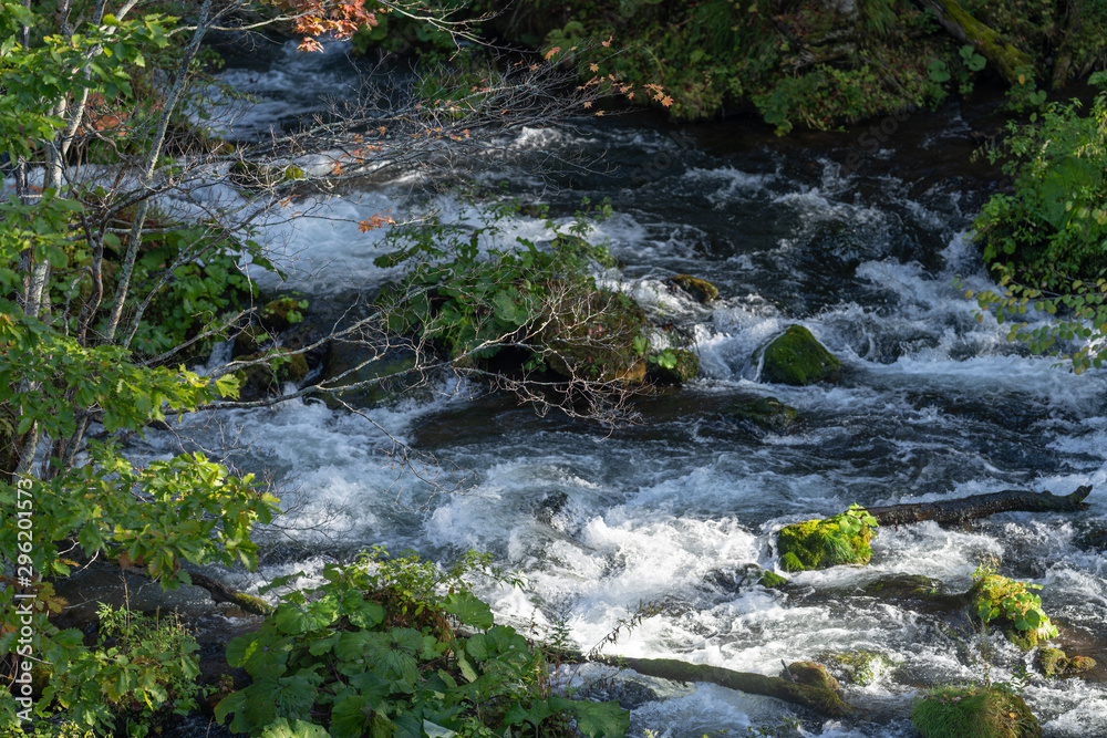 Obraz premium 森の清流