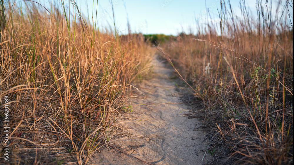 Fototapeta premium foot print along walking path