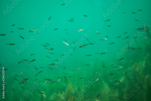 big school of small fish in a beautiful lake in austria
