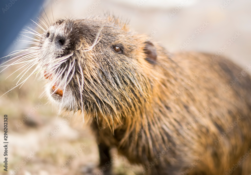 Nutria or coypu closeup animal portrait shot Nutria or coypu closeup animal portrait shot