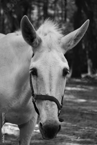 black and white mule in the low country of South Carolina 