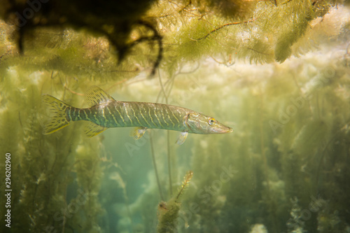 pike under water image, baby pike in a lake under water, underwater wildlife photography