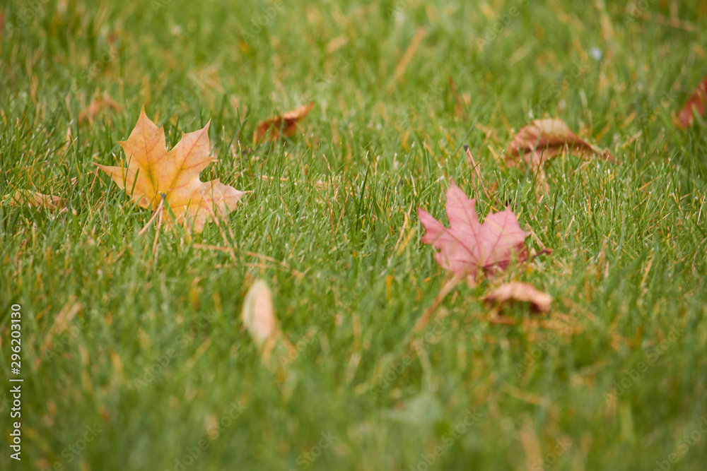 Close-up of yellow maple leaves on the green grass of the lawn, selective focus Close-up of yellow maple leaves on the green grass of the lawn, selective focus