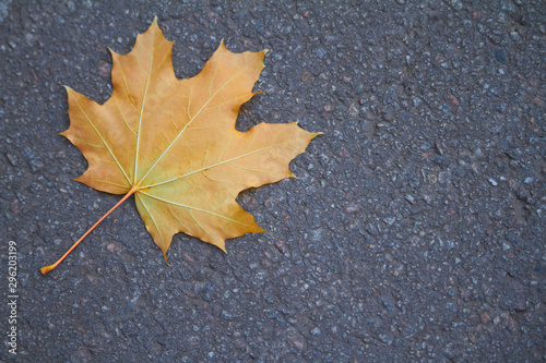 Close-up of yellow maple leaveson the pavement, selective focus