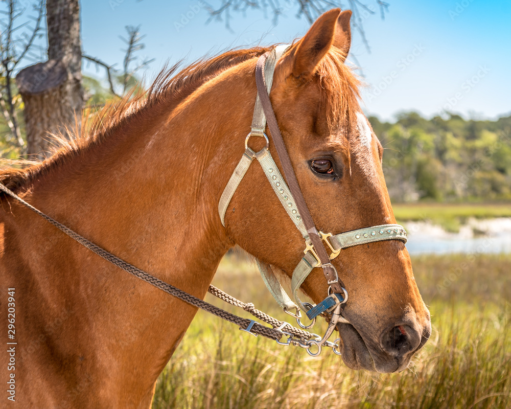 Portrait of horse in South Georgia golden isles Portrait of horse in South Georgia golden isles