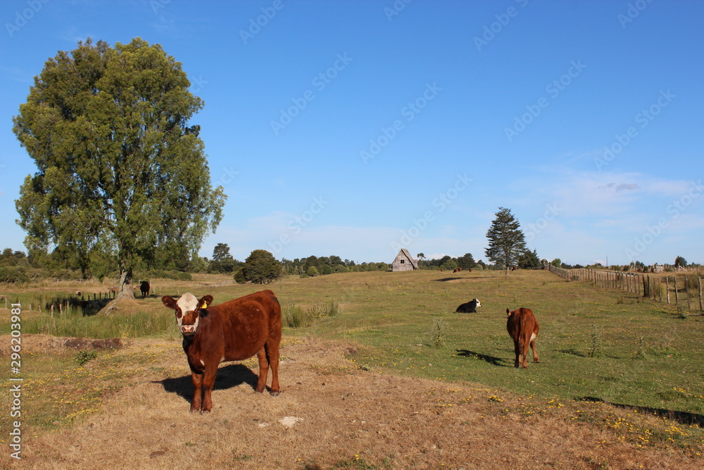 Fototapeta premium Southern Chilean cows at farm