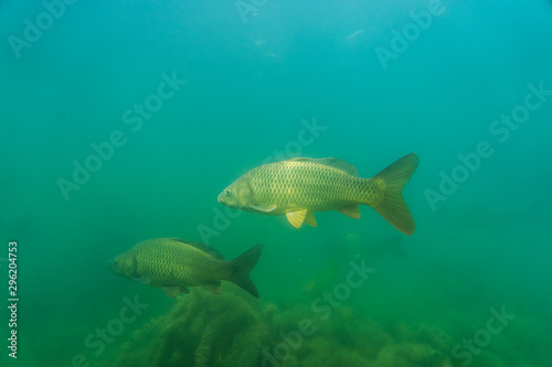 Fototapeta Naklejka Na Ścianę i Meble -  carp under water image, fish photography, under water photography, austrian lake wildlife