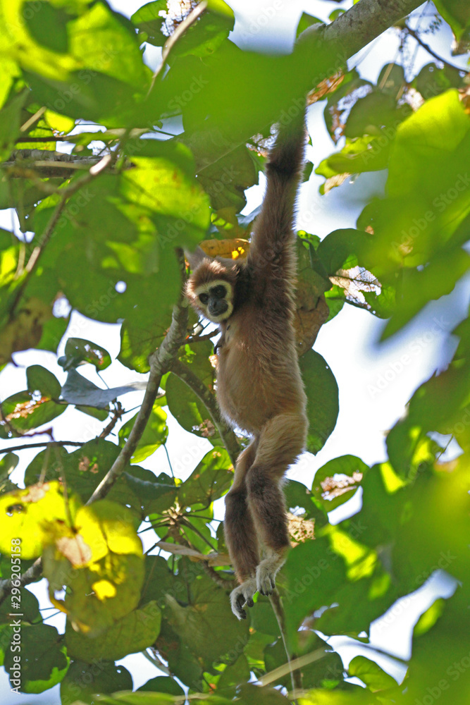 Fototapeta premium White-Handed Gibbon