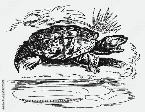 Common snapping turtle chelydra serpentina with open mouth, sitting on a water bank. Illustration after a historical engraving from the 19th century