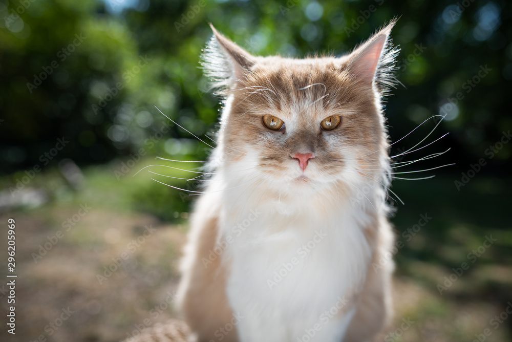 portrait of a cream tabby ginger maine coon cat outdoors in nature looking at camera on a sunny summer day portrait of a cream tabby ginger maine coon cat outdoors in nature looking at camera on a sunny summer day
