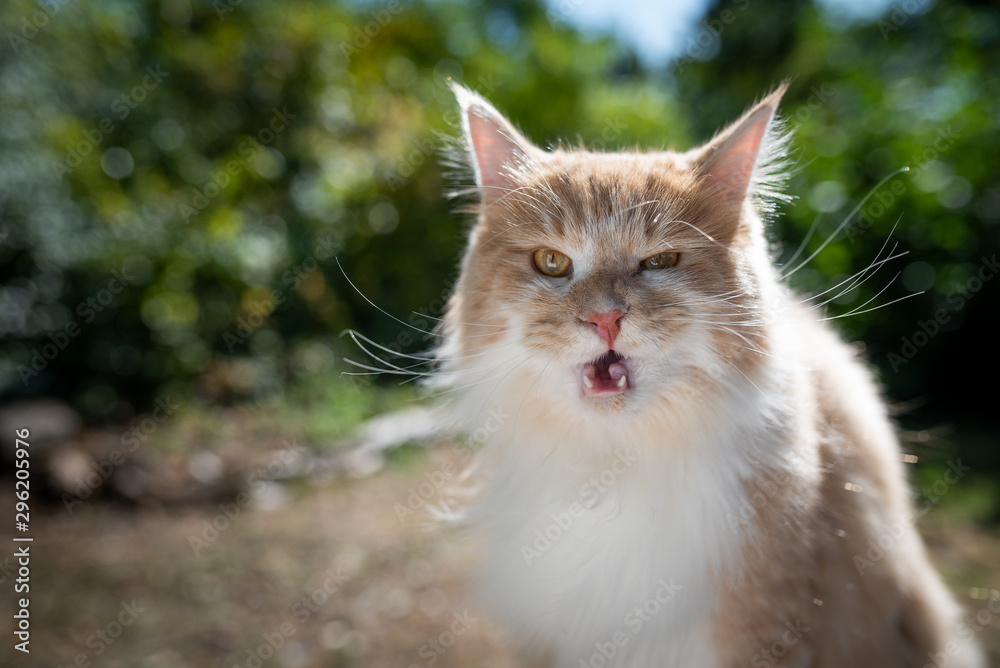 funny portrait of a cream tabby ginger maine coon cat outdoors in nature looking at camera on a sunny summer day with open mouth