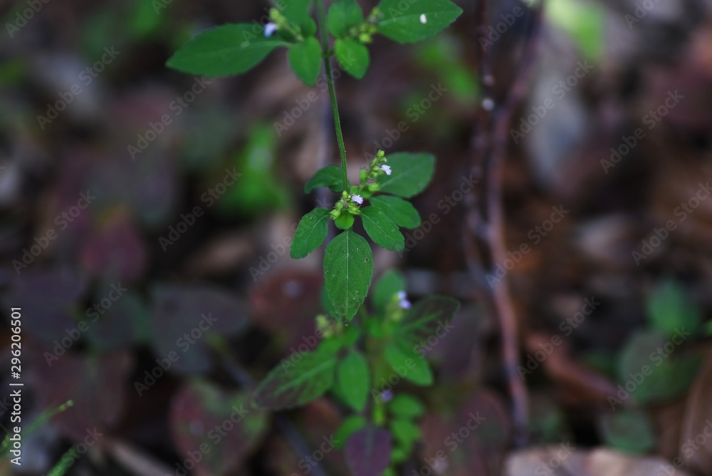 Mosla punctulata is an annual plant of the family Lamiaceae that grows in the shade of the field and blooms light purple flowers in the fall. Mosla punctulata is an annual plant of the family Lamiaceae that grows in the shade of the field and blooms light purple flowers in the fall.