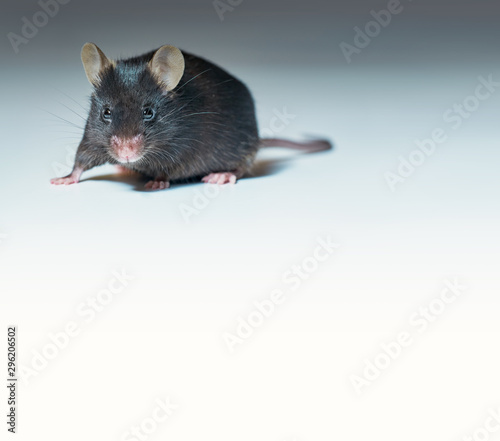 Close-up on cute adult black mouse on grey gradient background with copy-space
