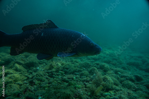 carp under water close up image, fish close up macro photography,  © FitchGallery