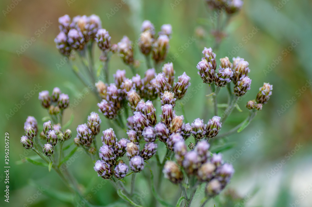 Tall Ironweed Vernonia altissima brilliant lilac flowers, held like torches atop the tall flower stalks Tall Ironweed Vernonia altissima brilliant lilac flowers, held like torches atop the tall flower stalks