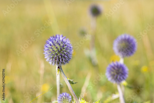 Unusual meadow flower. Blossoming wildflower.