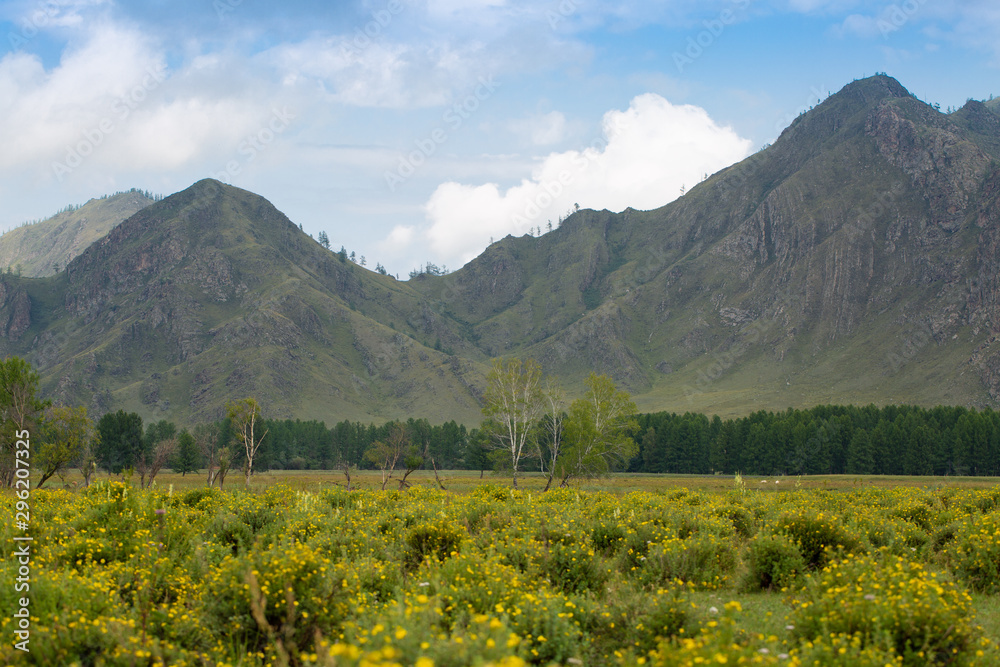 Valley. Blossoming meadow. Mountains background. Eco life concept. 