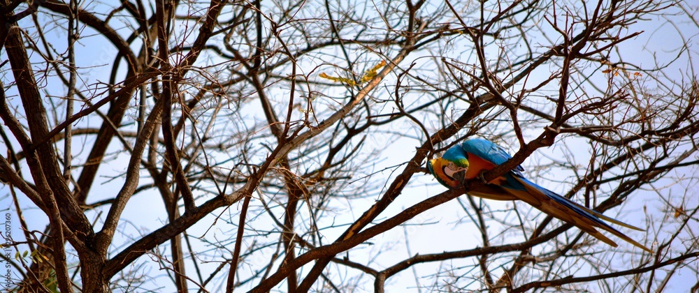Obraz premium loro de colores posado en una rama