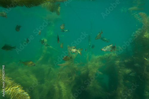 roach under water image in a beautiful lake in austria, underwater photography