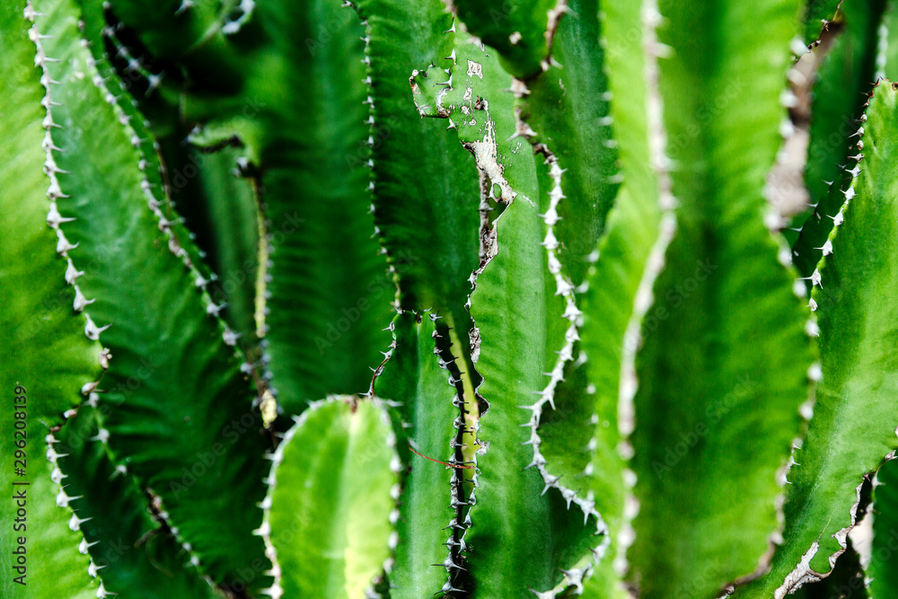 Bright green narrow leaves of a cactus. Close-up. Background, space for text. Bright green narrow leaves of a cactus. Close-up. Background, space for text.