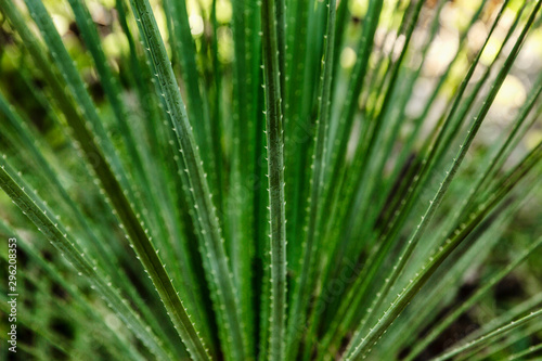 Bright green narrow leaves of a cactus. Close-up. Background, space for text.