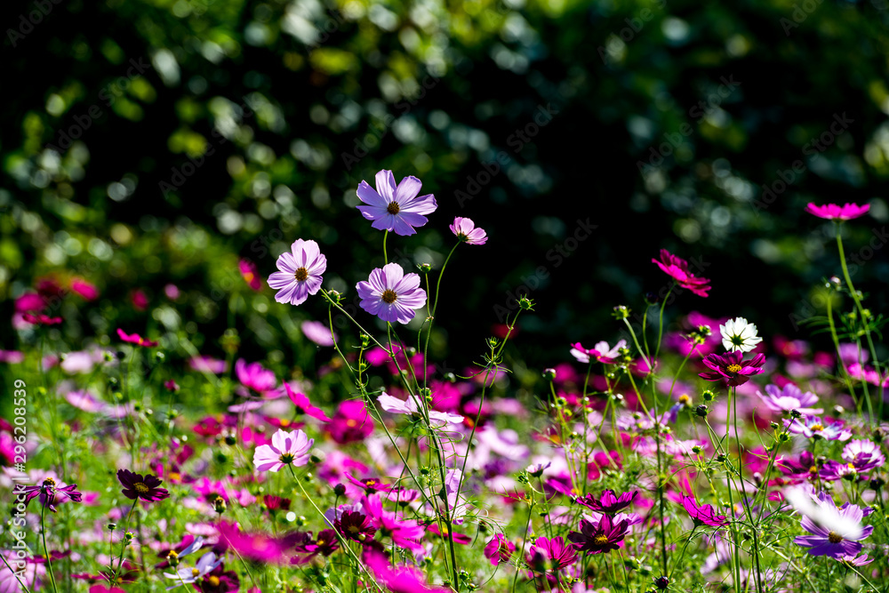 Naklejka premium 農業公園のコスモス