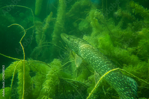 pike under water image, bab...