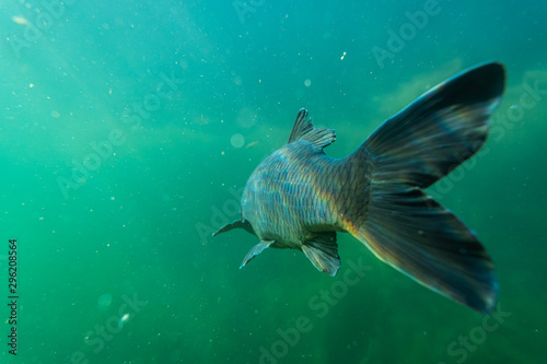 carp under water image, fish photography, under water photography, austrian lake wildlife