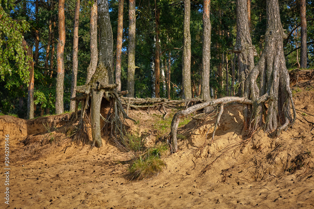 Fototapeta premium Tree roots on the beach in the sand