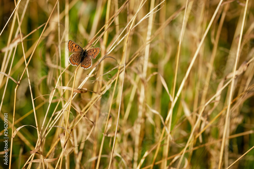 Butterfly sits on brown grass in autumn © Igor