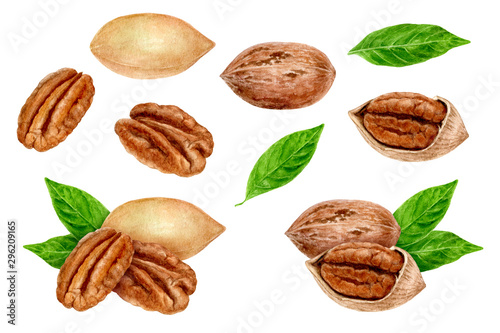 Pecan nut set composition watercolor isolated on white background photo
