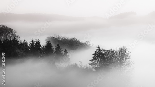 Naklejka na okno łazienkowe Piękny kadr lasu we mgle