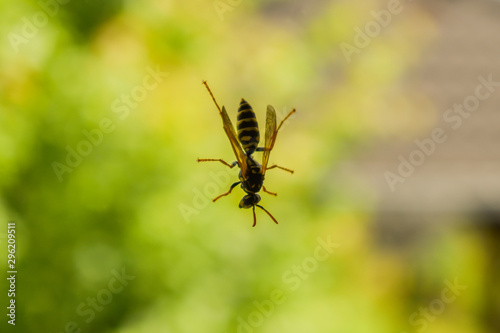 Close up shot of wasp standing on surface of a window