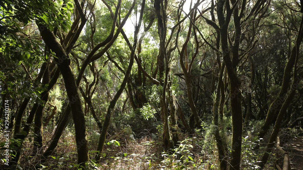 La Laguna Grande, Parque de Garajonay, La Gomera, Santa Cruz de Tenerife, Islas Canarias, España La Laguna Grande, Parque de Garajonay, La Gomera, Santa Cruz de Tenerife, Islas Canarias, España