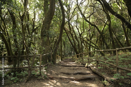 La Laguna Grande  Parque de Garajonay  La Gomera  Santa Cruz de Tenerife  Islas Canarias  Espa  a