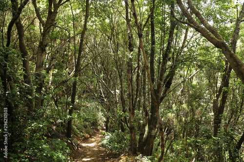 El Cedro  Parque de Garajonay  La Gomera  Santa Cruz de Tenerife  Islas Canarias  Espa  a