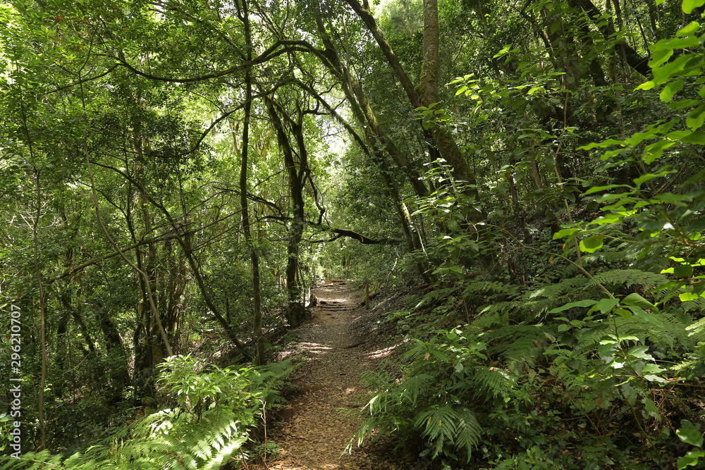 El Cedro, Parque de Garajonay, La Gomera, Santa Cruz de Tenerife, Islas Canarias, España El Cedro, Parque de Garajonay, La Gomera, Santa Cruz de Tenerife, Islas Canarias, España